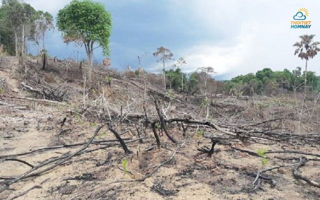 Hình ảnh mưa axit ở Việt Nam phá hủy rừng tự nhiên