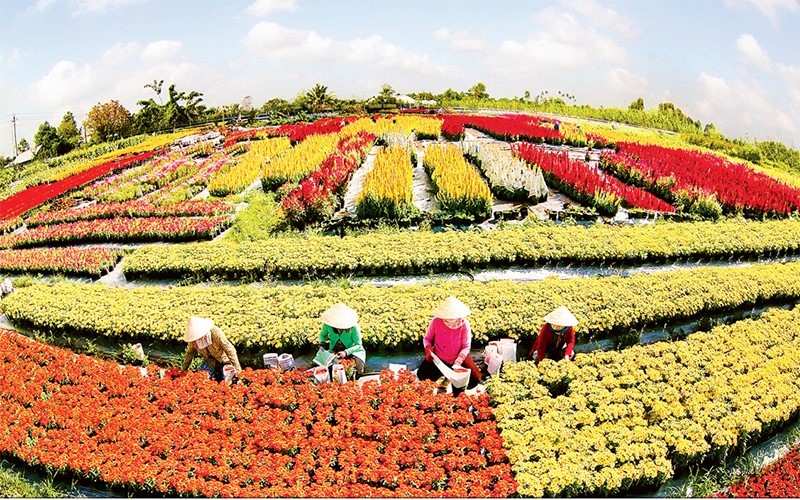 Bạt ngàn hoa sắc màu tại làng hoa