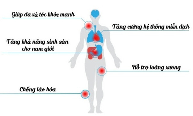 Công dụng của L-cystine