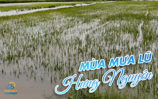 Mùa mưa lũ ở Hưng Nguyên thường diễn ra vào tháng 8 - tháng 9 