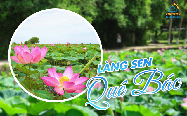 Tham quan làng sen quê Bác 