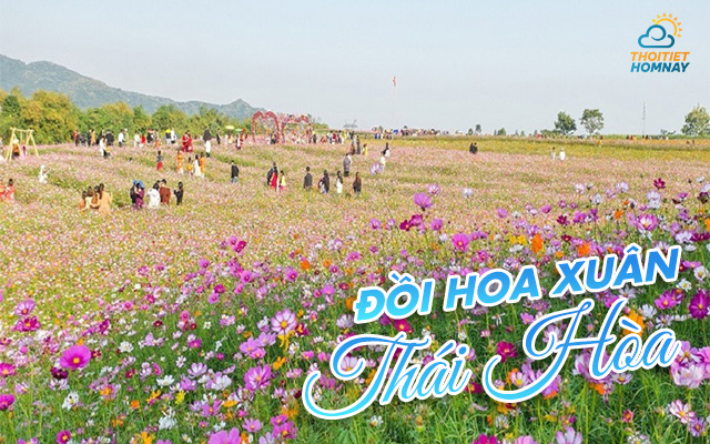 Đồi hoa xuân ở thị xã Thái Hòa 