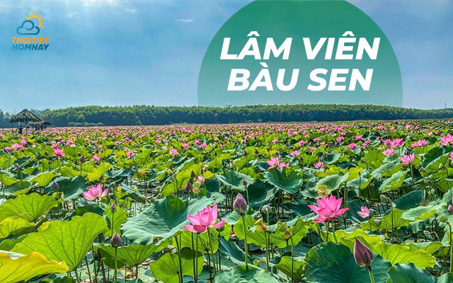 Vườn sen ở Lâm viên Bàu Sen 