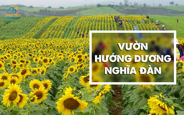 Vườn hướng dương ở Nghĩa Đàn, Nghệ An 