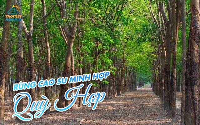 Rừng cao su Minh Hợp, Quỳ Hợp 