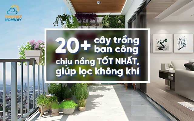 Tổng hợp 20+ loại cây trồng ban công chịu nắng tốt, phổ biến nhất hiện nay