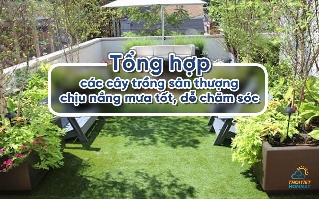 Tổng hợp các cây trồng sân thượng chịu nắng mưa tốt, dễ chăm sóc