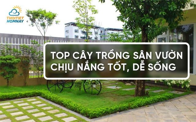 Tổng hợp các cây trồng sân vườn chịu nắng tốt, dễ sống trang trí sân vườn