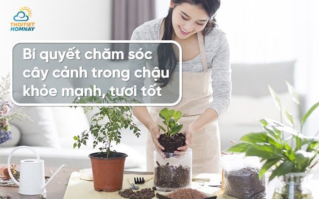 Hướng dẫn cách chăm sóc cây cảnh trong chậu khỏe mạnh, sinh trưởng tốt